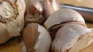 garlic