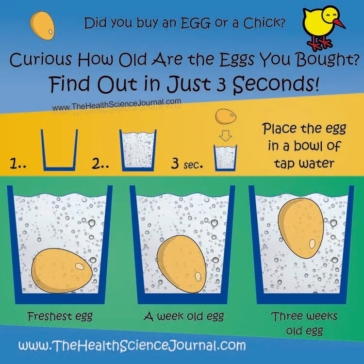 Find Out How Old Are the Eggs in Just 3 Seconds!