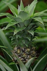 young_pineapple