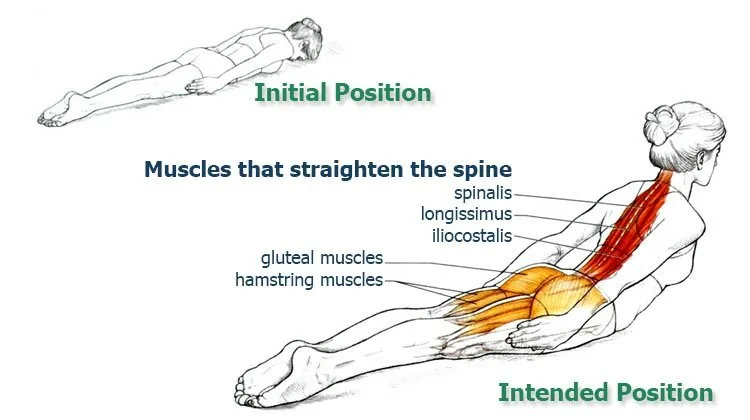 Muscles-that-straighten-the-spine
