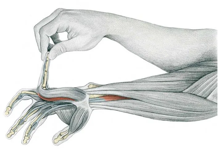 Finger-by-Finger-Extension