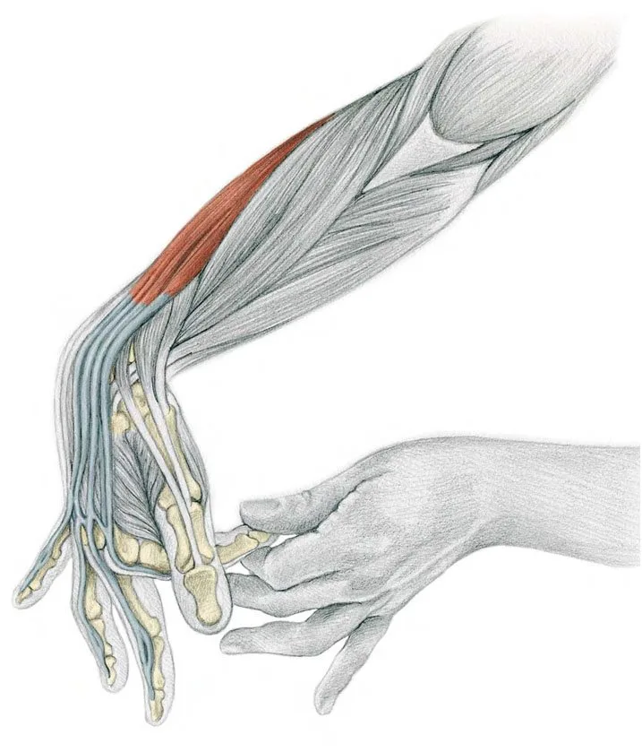 Finger-by-Finger-Flexion