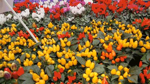 protanomaly-red-weak