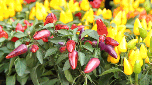 protanopia-red-blind