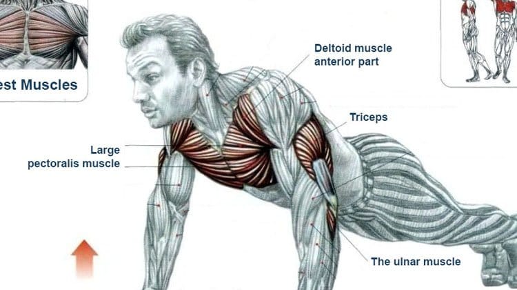 push ups muscles worked