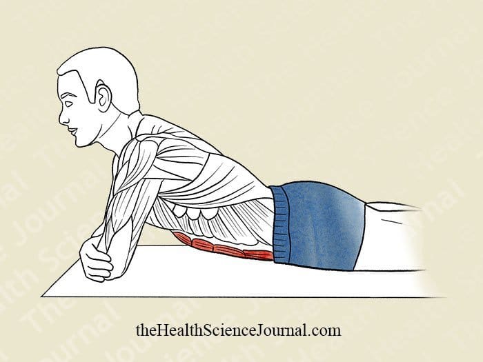 Chest Elevation Over Elbows