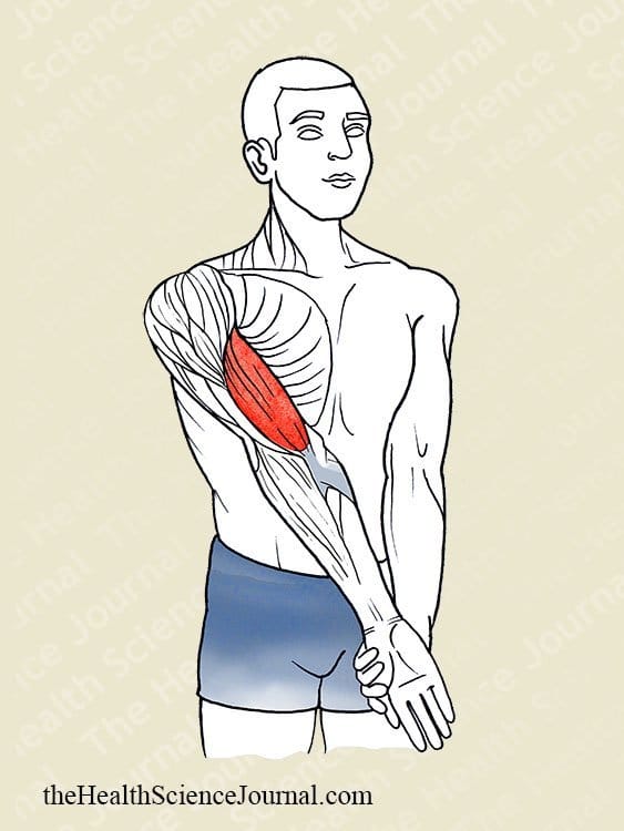 Elbow Extension and Supination-Pronation - Stretching