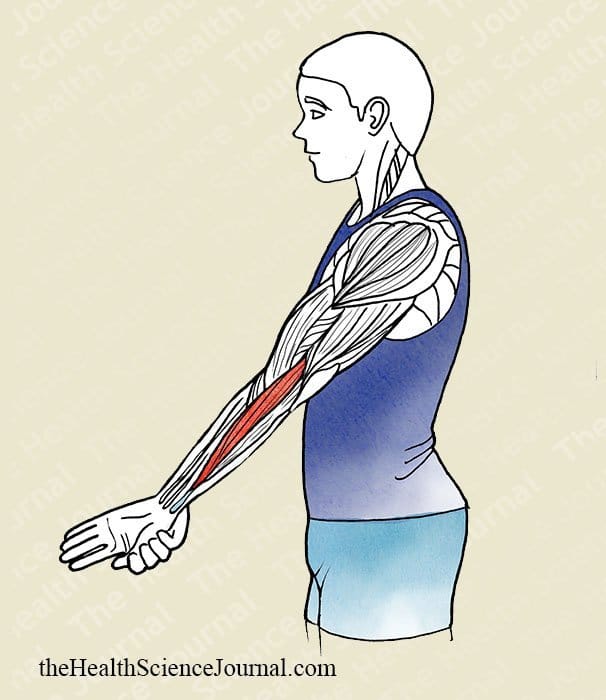 Hand Adduction With Extended Elbow