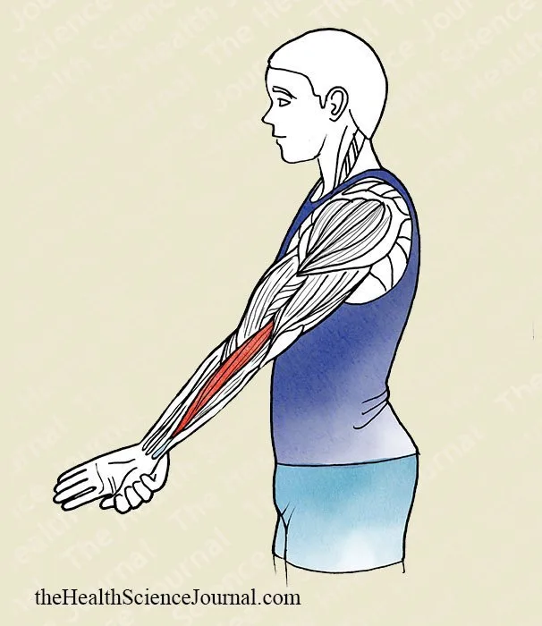 Hand Adduction With Extended Elbow