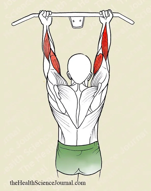 Hanging From a Bar With Supinated Grip - Stretching