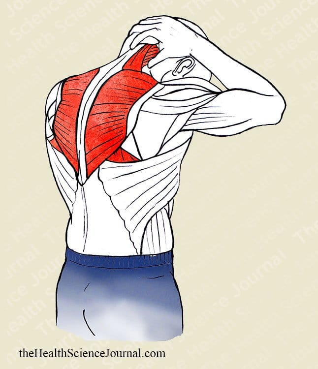 Head and Neck Flexion - Stretching