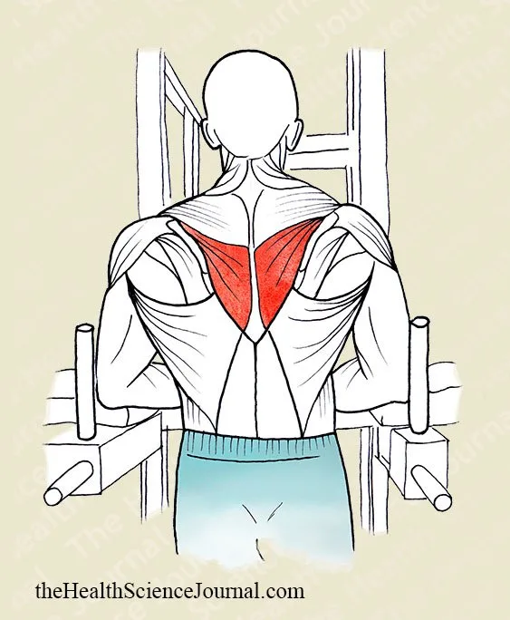 Parallel Bar Dip - Stretching