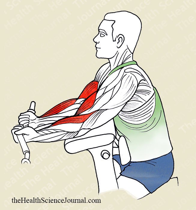 Preacher Bench Passive Arm Extension - Stretching