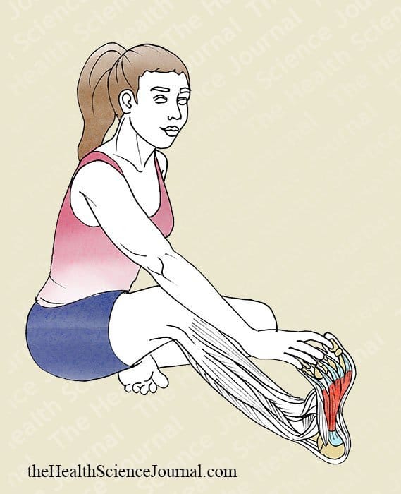 Tibial Flexion of the Foot