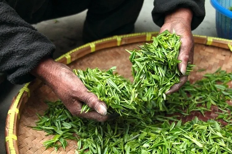 green-tea-heands