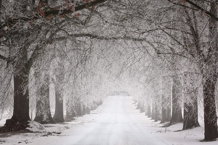 winter-forest-walk-snow