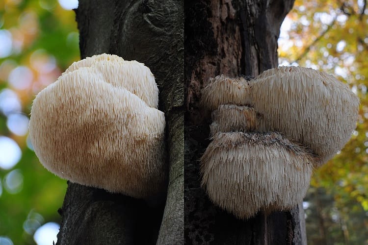 Lion's Mane Mushroom