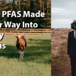 How PFAS Made Their Way Into Dairy Farms