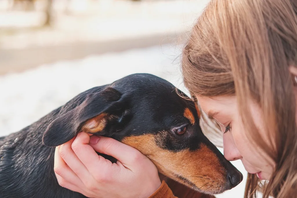 emotional stress animal dog
