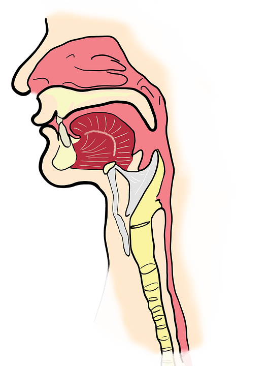 sinuses.png=sinuses