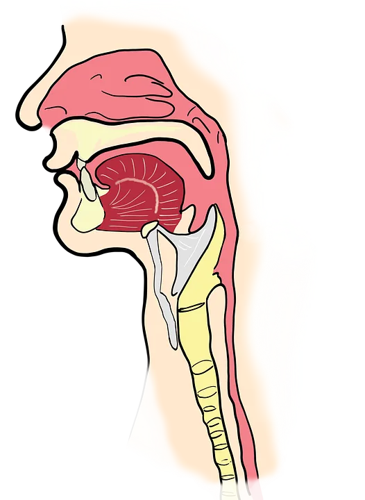 sinuses.png=sinuses